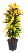 Kroton - Codiaeum variegatum 'Mrs. Iceton' - Höjd 140-150cm - ⌀31cm