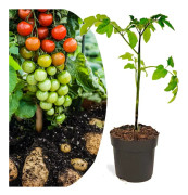 TomTato - Tomat och potatis i ett - Kruka 10,5cm - Höjd 25-40 cm