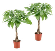 Strandkastanj - Set om 2 - Pachira aquatica - Höjd 60-70cm - ⌀17cm