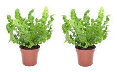 Fågelbobräken - Set om 2 - Asplenium nidus 'Crispy Wave' - Höjd 25-40cm - ⌀12cm