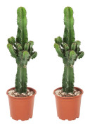 Kaktuseuforbia - Set om 2 - Euphorbia ingens - Höjd 50-60cm - ⌀17cm