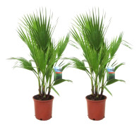 Fläktpalm - Set om 2 - Washingtonia robusta - Höjd 70-90cm - ⌀21cm