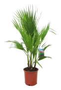 Fläktpalm - Washingtonia robusta - Höjd 70-90cm - ⌀21cm