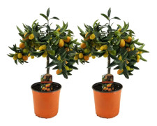 Dvärg orange - Set om 2 - Citrus microcarpa 'Kumquat' - Höjd 50-60cm - ⌀19cm