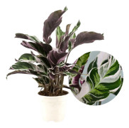 Påfågelväxt - Kalatea - Calathea Lietzei 'White Fusion' - Höjd 30-40cm - ⌀14cm
