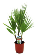 Fläktpalm - Washingtonia robusta - Höjd 50-60cm - ⌀15cm