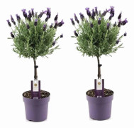Lavendelträd - Set om 2 - Lavandula stoechas 'Anouk' - Höjd 45-55cm - ⌀15cm