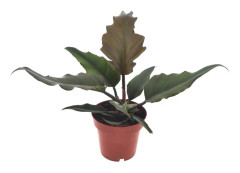 Philodendron 'Karamell' - Krukväxt - ⌀12cm - Höjd 25-35cm