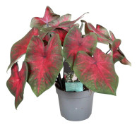 Kaladium - Caladium 'Postman Joyner' - Höjd 25-40cm - ⌀12cm