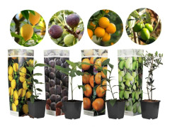 Medelhavsväxtblandning - Set om 4 - Citrus, ficus, olea - Höjd 25-40cm - ⌀9cm