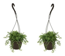 Banansnöre - Set om 2 - Senecio radicans - Höjd 10-20cm - ⌀12cm