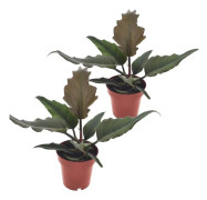 Philodendron 'Karamell' - Set om 2 - Filodendron - Krukväxt - Höjd 25-35cm