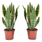 Svärmorstunga - Set om 2 - Sansevieria trifasciata - Höjd 35-40cm - ⌀12cm