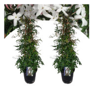 Jasmin - Set om 2 - Jasminum polyanthum - Höjd 60-70cm - ⌀17cm