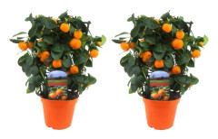 Citrus Calamondin på ställ - Set om 2 - Mandarin - Kruka 14cm - Höjd 35-40cm