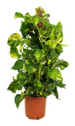 Epipremnum Scindapsus Aureum - Klätterväxt - Kruka 21cm - Höjd 80-90cm