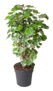 Polyscias Balfouriana - Hjärtformade gröna blad - Kruka 19cm - Höjd 70-80cm