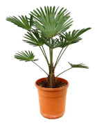 Trachycarpus Wagnerianus - Fläktpalm - Kruka 24cm - Höjd 55-65cm