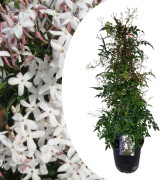 Jasmin - Jasminum polyanthum - Höjd 60-70cm - ⌀17cm