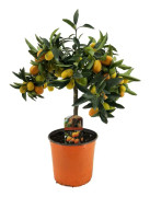 Dvärg orange - Citrus microcarpa fortunella 'Kumquat' - Höjd 50-60cm - ⌀19cm