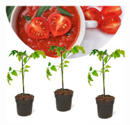 Lycopersicon esculentum - Tomatplanta - Set om 3 - Kruka 10,5cm - Höjd 20-30 cm