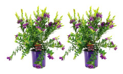 Polygala myrtifolia - Set om 2 - Myrtenjungfrulin - Kruka 14cm - Höjd 35-50cm