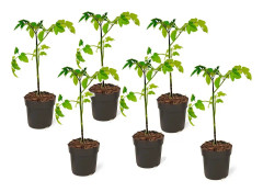 Lycopersicon esculentum 'hjärtbrytare' - Set om 6 - ⌀10,5cm - Höjd 20-30cm