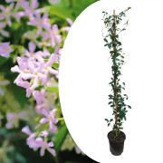 Jasmin - Trachelospermum jasminoides - Höjd 110-120cm - ⌀17cm