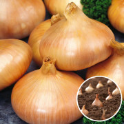 Lök Stuttgarter Riesen - 1 kilo lökar - För 1m2
