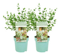 Eukalyptus - Set om 2 - Eucalyptus parvifolia 'Oliva' - Höjd 35-45cm - ⌀15cm
