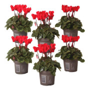 Persiskt cyklamen - Set om 6 - Cyclamen persicum - Höjd 10-20cm - ⌀9cm