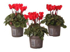 Persiskt cyklamen - Set om 3 - Cyclamen persicum - Höjd 10-20cm - ⌀9cm