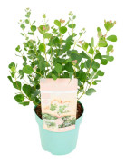 Eukalyptus - Eucalyptus websteriana 'Botanic Hearts' - Höjd 40-50cm - ⌀15cm