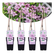 Clematis patens Hagley Hybrid -Set om 4 - Klätterväxt - Kruka 15cm -Höjd 60-70cm