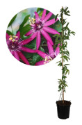 Passionsblomma - Passiflora x violacea 'Victoria' - Höjd 110-120cm - ⌀17cm