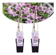 Clematis Patens Hagley Hybrid -Set om 2 - Klätterväxt - Kruka 15cm- Höjd 60-70cm