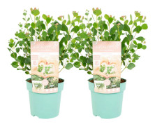 Eukalyptus - Set om 2 - Eucalyptus websteriana - Höjd 35-45cm - ⌀15cm