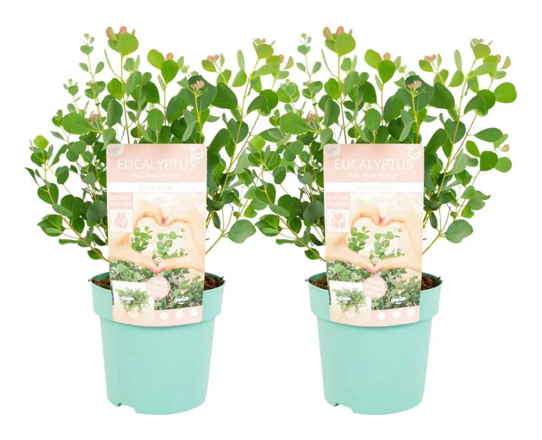 Eukalyptus - Set om 2 - Eucalyptus websteriana - Höjd 35-45cm - ⌀15cm
