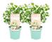 Eukalyptus - Set om 2 - Eucalyptus websteriana - Höjd 35-45cm - ⌀15cm