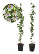 Passionsblomma - Set om 2 - Passiflora caerulea - Höjd 110-120cm - ⌀17cm