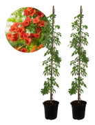 Trumpetvinda - Set om 2 - Campsis 'Mme Galen' - Höjd 110-120cm - ⌀17cm