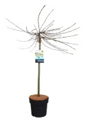 Salix repens 'Iona' - Dvärgpil på stam - Träd - ⌀19cm - Höjd 80-90cm