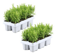 Rosmarin 'Rosmarinus Officinalis' - Set om 12 - Örtbuskar - ⌀9cm - H10-20 cm