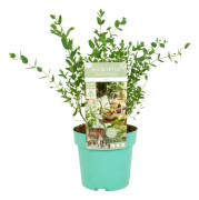 Eukalyptus - Eucalyptus parvifolia 'Oliva' - Höjd 40-50cm - ⌀19cm