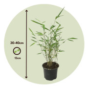 Blå bambu - Set om 3 - Fargesia papyrifera 'Grex' - Höjd 30-40cm - ⌀13cm