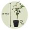 Japansk Ros - Set om 3 - Camellia japonica 'Bonomiana' - Höjd 25-40cm - ⌀9cm
