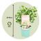 Eukalyptus - Set om 2 - Eucalyptus websteriana - Höjd 35-45cm - ⌀15cm