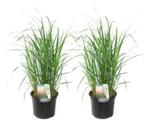 Rörgräs - Set om 2 - Calamagrostis 'Karl Foerster' - Höjd 40-60cm - ⌀23cm