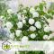 Viburnum opulus Snöbollsbuske - Set om 2 - Trädgårdsväxt - ⌀17cm - Höjd 25-40cm