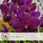 Vanda orkidé - Vanda 'Velvet Blackberry' - Höjd 80-90cm